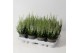 Calluna vulg. beauty ladies mix Wit - 10cm Diameter 