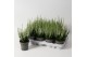Calluna vulg. beauty ladies mix Wit - 10cm Diameter 