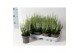 Calluna vulg. beauty ladies mix Wit - 10cm Diameter 