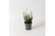 Calluna vulg. beauty ladies mix Wit - 10cm Diameter 