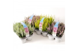Calluna vulg. beauty ladies mix Sixpack - 10cm Diameter