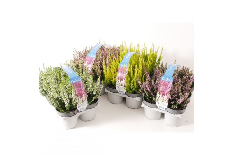 Calluna vulg. beauty ladies mix Sixpack - 10cm Diameter 