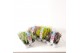 Calluna vulg. beauty ladies mix Sixpack - 10cm Diameter 