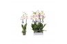 Phalaenopsis bohemian goya 2 tak - 18+ bloemen