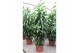 Dracaena fragr. janet craig Dracaena Janet Craig 20 pp 