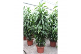 Dracaena fragr. janet craig Dracaena Janet Craig 20 pp