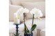 Phalaenopsis multiflora wit Kolibri Orchids - Amabilis - 2 tak, 16+ 