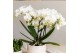 Phalaenopsis anthura zurich Kolibri Orchids Blossom - 2 tak, 20+ 