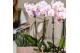 Phalaenopsis multiflora roze Kolibri Orchids - Andorra - 2 tak, 16+ 