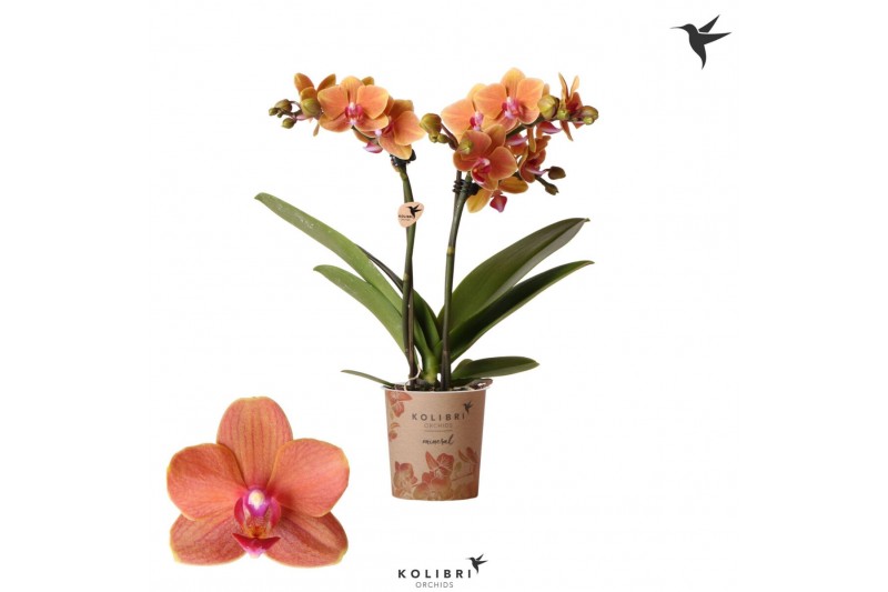 Phalaenopsis multiflora anthura bolzano Kolibri Orchids - 2 tak, 16+ 