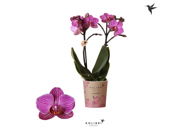 Phalaenopsis perceval multiflora Kolibri Orchids - Moldavië - 2 tak, 1 