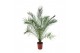 Phoenix canariensis 
