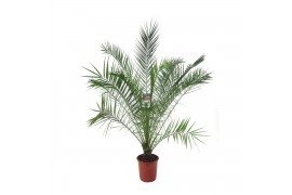 Phoenix canariensis