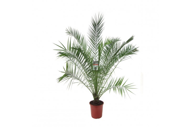 Phoenix canariensis 