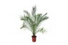 Phoenix canariensis