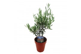 Olea europaea