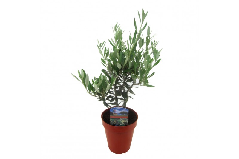 Olea europaea 