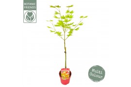 Acer shirasawanum moonrise