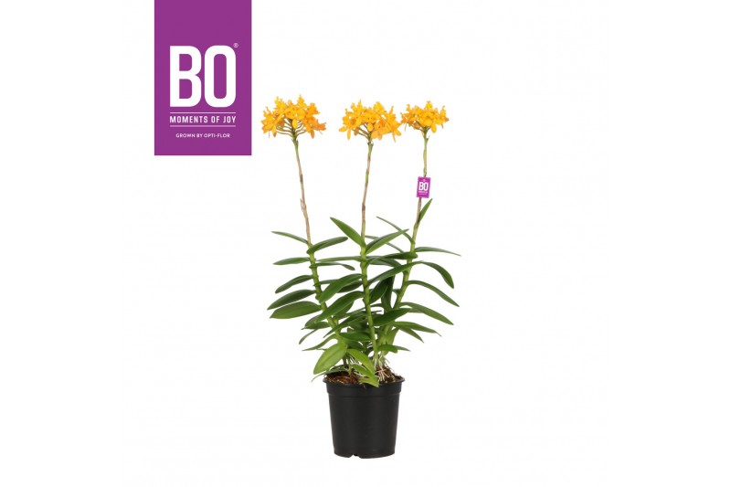 Epidendrum BO - Epidendrum Geel 