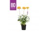 Epidendrum BO - Epidendrum Geel