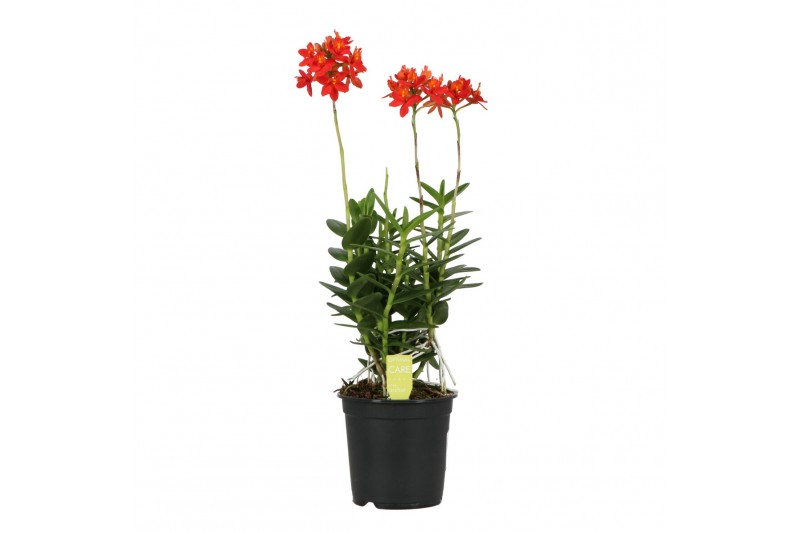 Epidendrum BO - Epidendrum Rood 