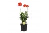 Epidendrum BO - Epidendrum Rood