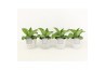 Kalanchoe daigremontiana in star pot