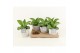 Kalanchoe daigremontiana in star pot 