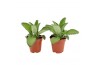 Kalanchoe daigremontiana
