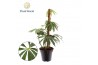Anthurium Anthurium polyschistum Mosstok overige bl. 3 pp