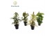 Kamerplanten mix Mosstok gemengd P12 3 pp 