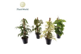Kamerplanten mix Mosstok gemengd P12 3 pp