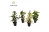 Kamerplanten mix Mosstok gemengd P12 3 pp