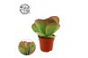 Kalanchoe thyrsiflora