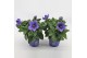 Platycodon grandiflorus astra blue 
