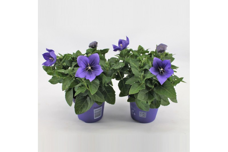 Platycodon grandiflorus astra blue 
