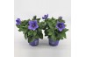 Platycodon grandiflorus astra blue