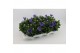 Platycodon grandiflorus astra blue 