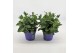 Platycodon grandiflorus astra blue 