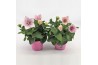 Platycodon grandiflorus astra pink