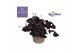 Oxalis triangularis Ikigai 