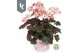 Saxifraga cortusifolia dancing pixies tilda 