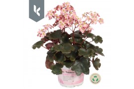 Saxifraga cortusifolia dancing pixies tilda