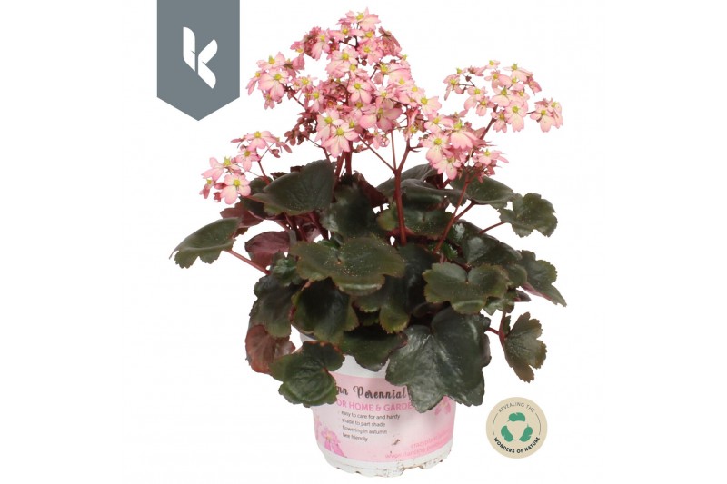 Saxifraga cortusifolia dancing pixies tilda 