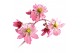 Saxifraga cortusifolia dancing pixies tilda 