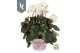 Saxifraga cortusifolia dancing pixies thea 