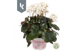 Saxifraga cortusifolia dancing pixies thea