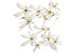 Saxifraga cortusifolia dancing pixies thea 