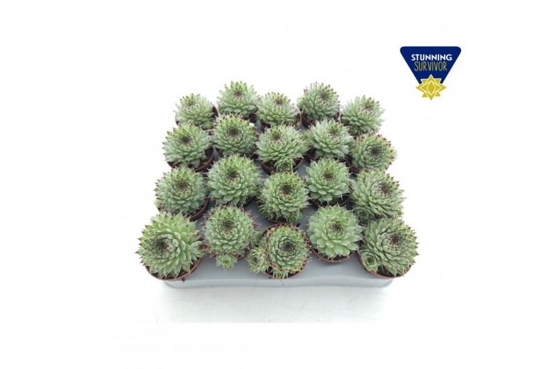 Sempervivum tectorum niet van toepassing 
