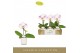 Phalaenopsis Singolo - Owari - 1 bloem - Lazio White 